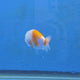 Thai Ranchu Calico Tiger 2.00" Body (FEB-880)R2B06