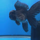 Thai Oranda Black 3.80" Body Female (FEB-770)R2B07