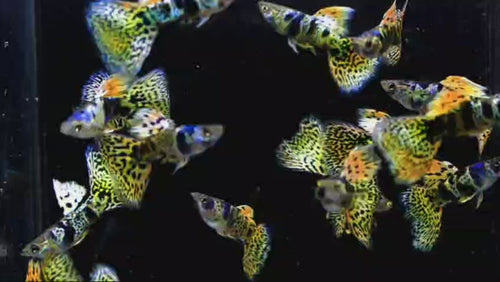 Yellow Tiger King Cobra Guppy