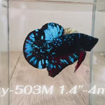 Live Male Betta Galaxy Blue Black Avatar Plakat (Sky-503)High quality what you see what you get!!