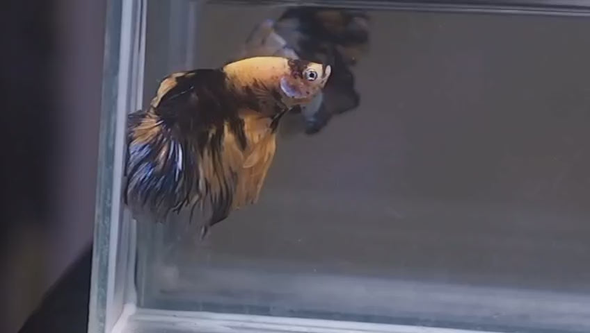 Live Male Betta Black Yellow Tiger Koi Halfmoon (MKP-713) High quality what you see what you get!!