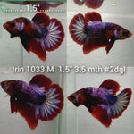 (IRIN-1033) HELLBOY FANCY CANDY PLAKAT MALE BETTA