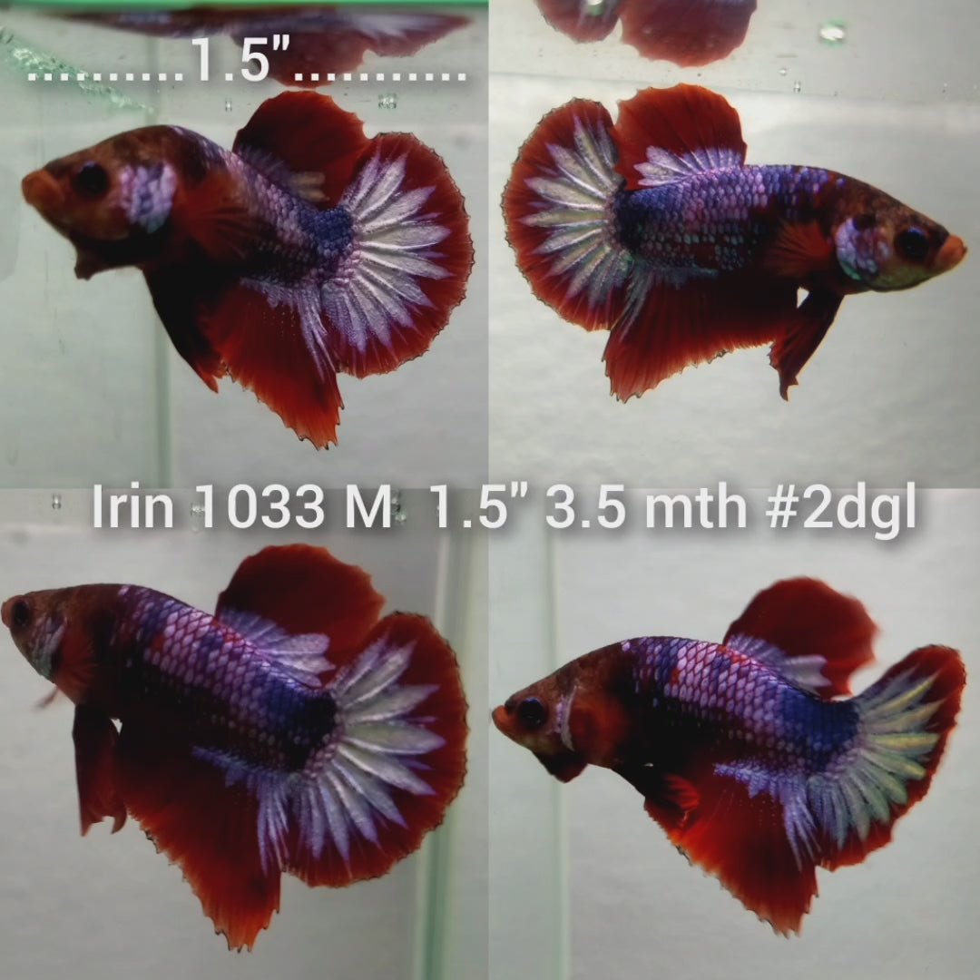 (IRIN-1033) HELLBOY FANCY CANDY PLAKAT MALE BETTA — Coast Gem USA