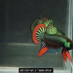 Live Male Betta Green-Red Imbellis Wild Plakat (DET-257)High quality what you see what you get!!