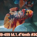 Live Male Betta Fancy Copper Nemo Plakat (JUB-459) What you see what you get!
