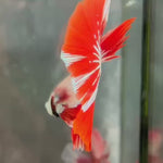 Live Male Betta Red Snow Dragon Halfmoon (TNK-A724) High quality what you see what you get!!