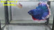 Live Male Betta Fancy Blue Dark Metallic Halfmoon (RSS-154)High quality what you see what you get!!