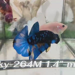 Live Male Betta Blue Black Galaxy Avatar Plakat (Sky-264)High quality what you see what you get!!