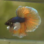 Live Male Betta Yellow mustard Dumbo big ear Halfmoon (MKP-535)  High quality What you see what you get!!