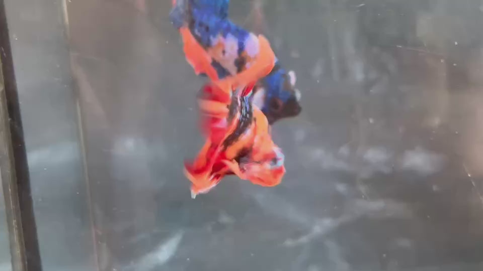 Live Male Betta Galaxy Nemo  Plakat (TNK-A761) High quality What you see What you get!!