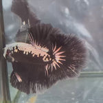 Live Male Betta Black Samurai Over Halfmoon (TNK-A453) High quality What you see What you get!!
