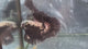 Live Male Betta Black Samurai Over Halfmoon (TNK-A453) High quality What you see What you get!!