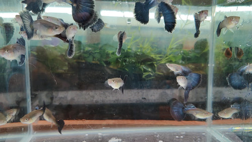 Blue Diamond Big Tail