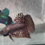 Live Male Betta Copper Alien Hybrid Wild Plakat (BID-112)S215 High quality what you see what you get!!