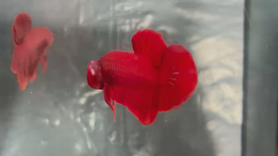 Live Male Betta Super Red Solid color Plakat (TNK-A811) High quality what you see what you get!!