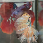 Live Male Betta Fancy Yellow Koi Over Halfmoon (TNK-A662)S173 High quality what you see what you get!!