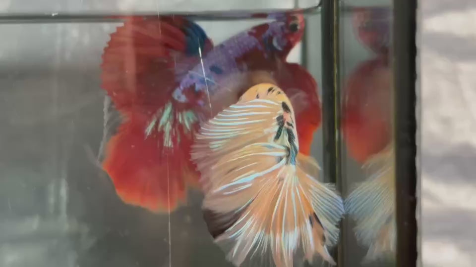 Live Male Betta Fancy Yellow Koi Over Halfmoon (TNK-A662)S173 High quality what you see what you get!!