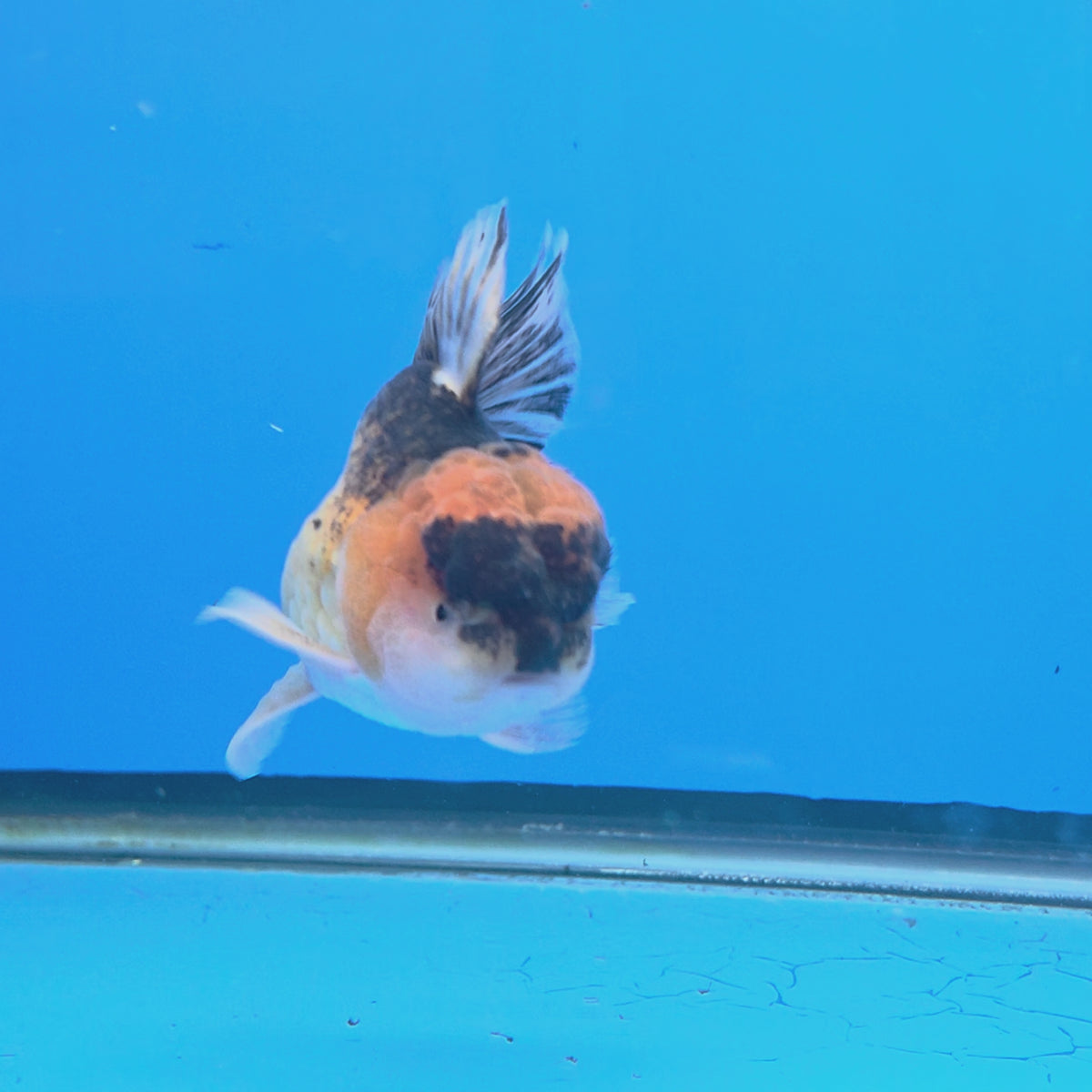 Thai Oranda Gold Apache White 3"inch Body Female(FEB-917)R3A07)
