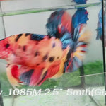 Live Male Betta Orange Metallic Koi Giants Plakat (Sky-1085) S109 High quality What you see What you get!!