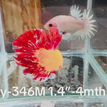 Live Male Betta Vanda Armageddon Plakat (Sky-346) High quality What you see What you get!!