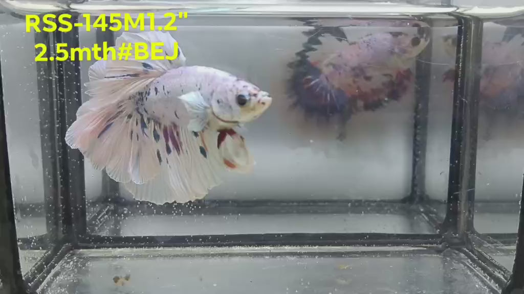 Live Male Betta Fancy Marble Polkadot Halfmoon (RSS-145)High quality what you see what you get!!