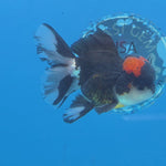 Thai Oranda Red Cap Panda Color 3 in Body Male (FEB-534)R3A03