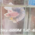 Live Male Betta Fancy Yellow Pastel colors Halfmoon (Sky-689) High quality what you see what you get!!