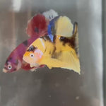 Live Male Betta Yellow Galaxy Tiger Koi Plakat (TNK-A237) High quality What you see What you get!!