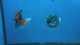 Thai Oranda Apache Butterfly Tail 3.5" Male(FEB-429)R2A02