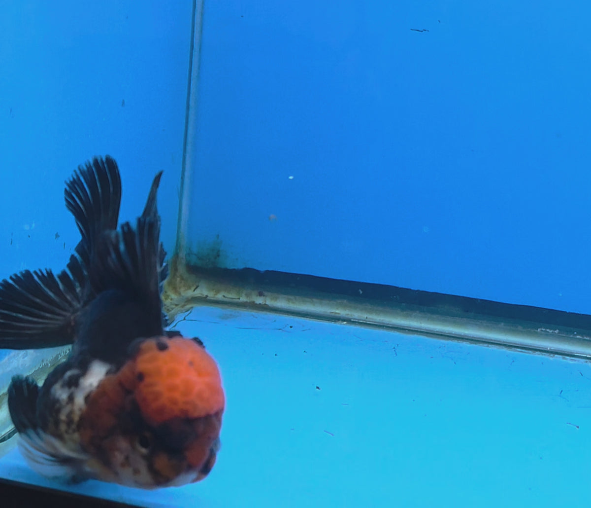 Thai Oranda Tri-Color White 3"inch Body Male(FEB-918)R3A07)