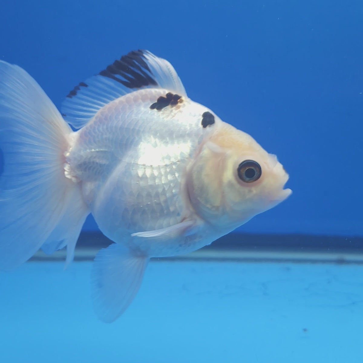 Thai Oranda Lemon Head Panda 3.00 inch Body Female(FEB-838)R2A02