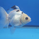 Thai Oranda Lemon Head Panda 3.00 inch Body Female(FEB-838)R2A02