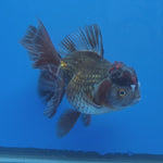 Thai Oranda Bronze 4.00" Body Female (FEB-738)R2A09