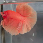 Live Male Betta Super Orange Solid Color Over Halfmoon (TNK-A300) High quality What you see What you get!!