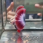 (GM-09)AAA Flag Color Fancy Grizzle Over Halfmoon Male Betta