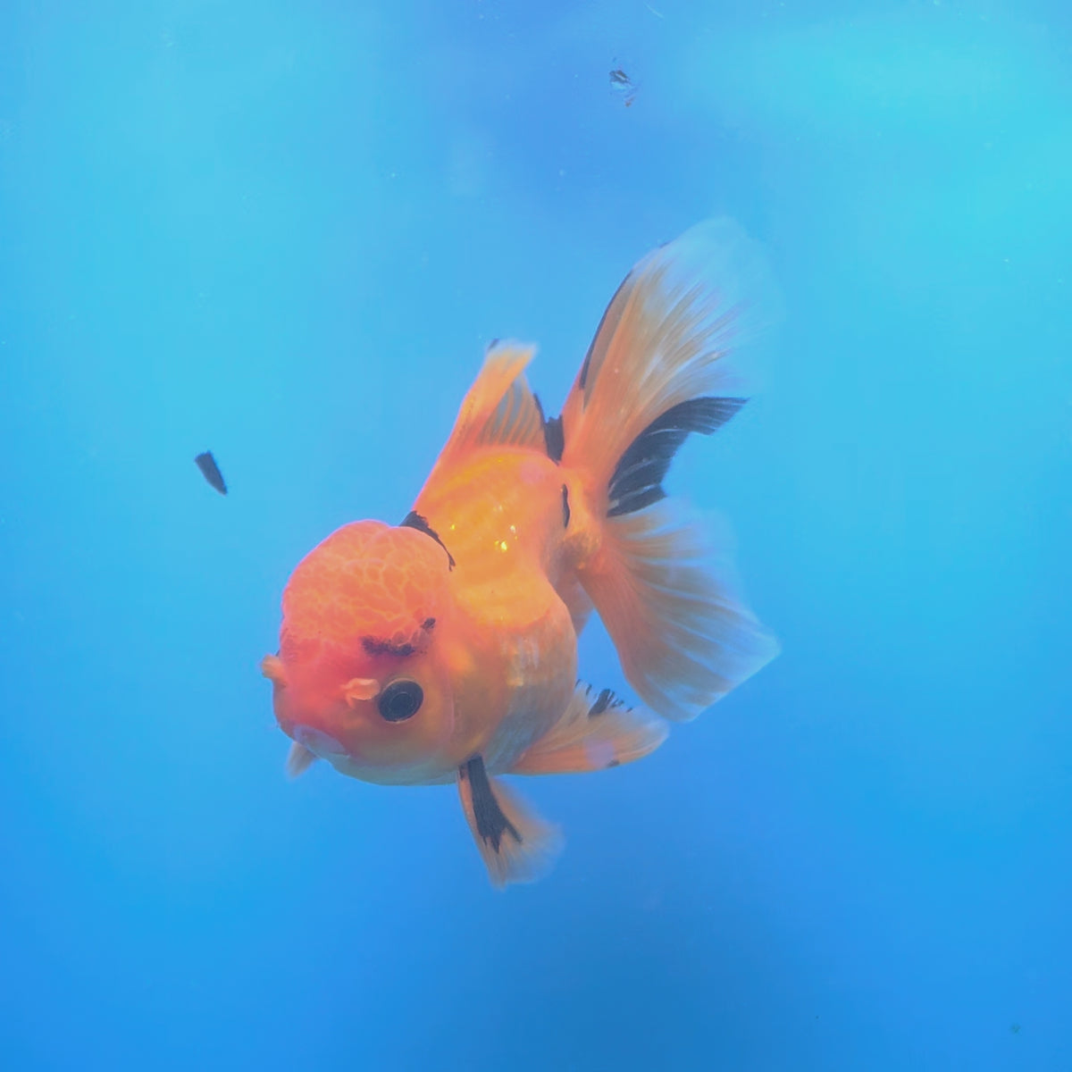 Thai Oranda Apache 3.5" Body Male (FEB-772)R2B07