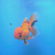 Thai Oranda Apache 3.5" Body Male (FEB-772)R2B07
