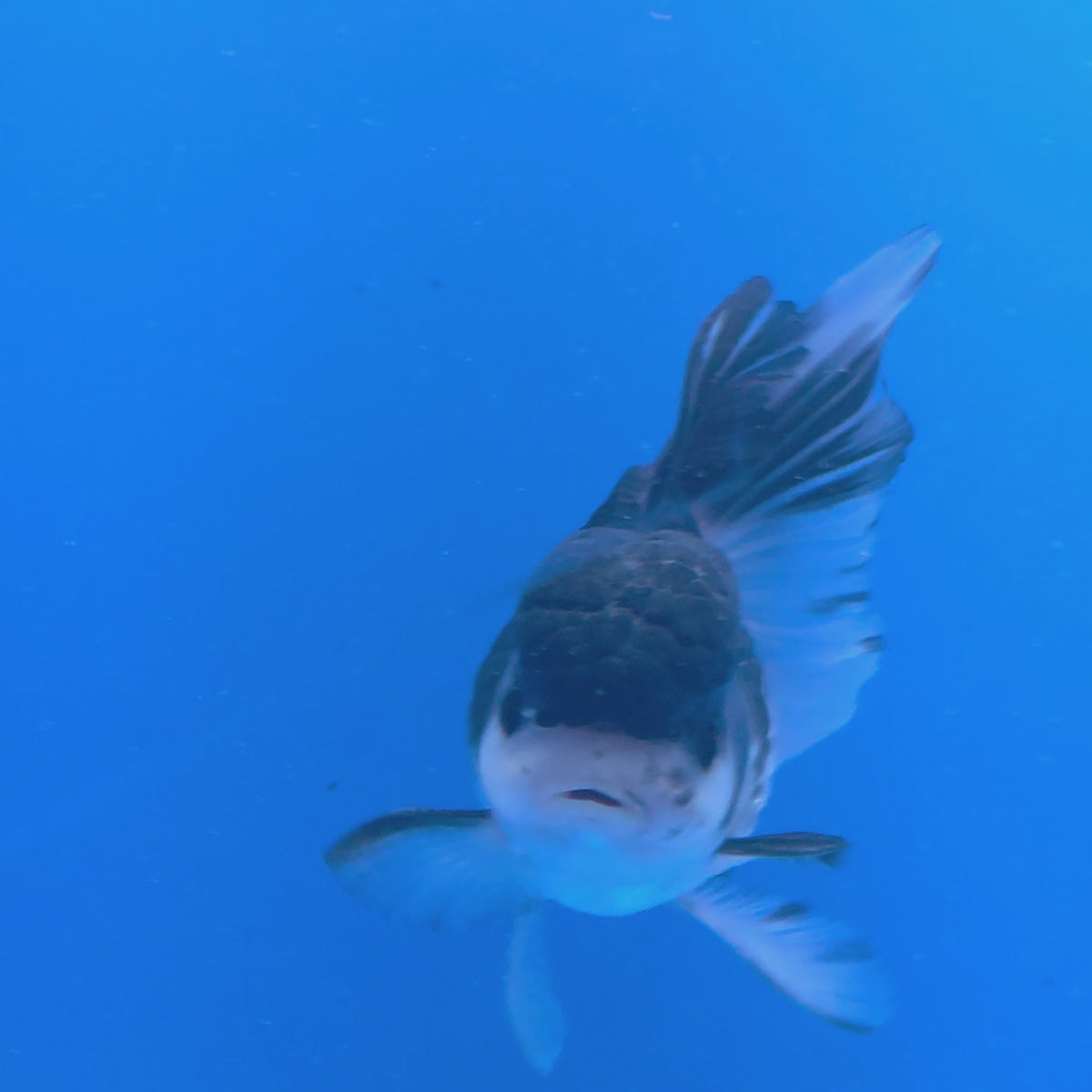 Thai Oranda Panda 3.00" Body Male (FEB-753)R2B07