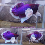 Live Male Betta Purple Butterfly Dumbo Big ear Plakat (TNK-663) High quality what you see what you get!!