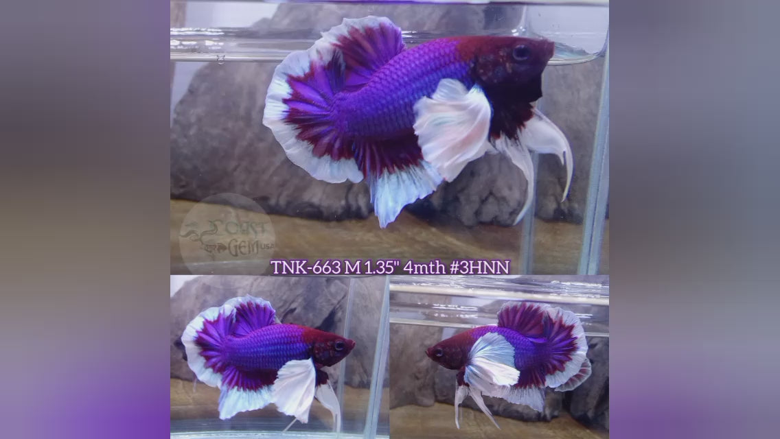 Live Male Betta Purple Butterfly Dumbo Big ear Plakat (TNK-663) High quality what you see what you get!!