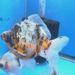Thai Calico Demekin 3.00" Body Female (FEB-733)BLUETUBA