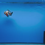 (KP-259) SHOGUN 2.5'' Calico Oranda (TUB15)