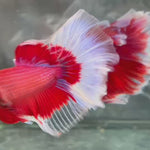 Live Male Betta Red Butterfly Halfmoon (TNK-A723) High quality what you see what you get!!