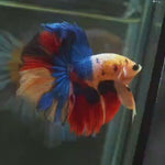 Live Male Betta Nemo Koi Halfmoon (MKP-573) High quality what you see what you get!!
