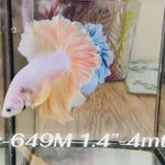 Live Male Betta Fancy Yellow Gold Light Colors Halfmoon Rosetail (Sky-649) High quality what you see what you get!!