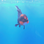 Thai Oranda Apache 3.5” Female(FEB-717)R1B07