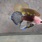 Live Male Betta Black Yellow Fantasy Hybrid Wild Plakat (BID-155) High quality What you see What you get!!