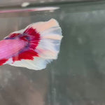 Live Male Betta Purple Pink Butterfly Over Halfmoon (TNK-A721) High quality what you see what you get!!