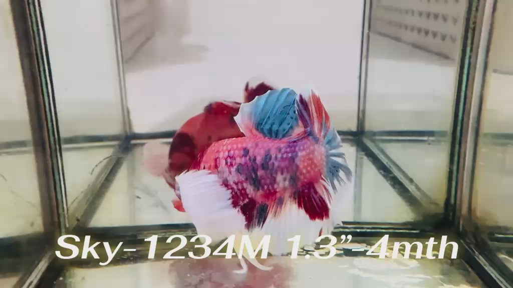 Live Male Betta Candy Sweet colors Dumbo big ear Plakat (Sky-1234) High quality What you see What you get!!