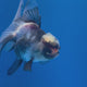 Thai Oranda Lemonhead Panda 3.00" Body Female (FEB-799)R1B03